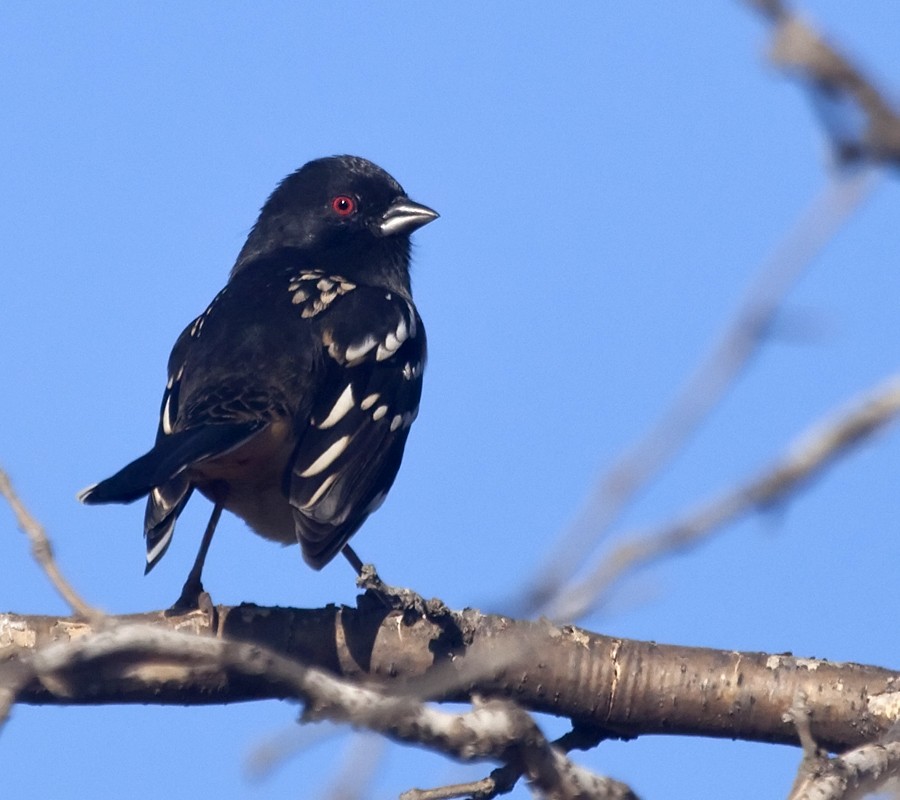 Spotted Towhee - ML205221261