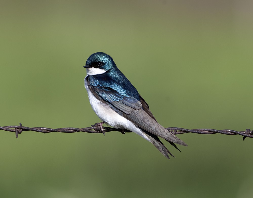 Tree Swallow - Dave Rintoul