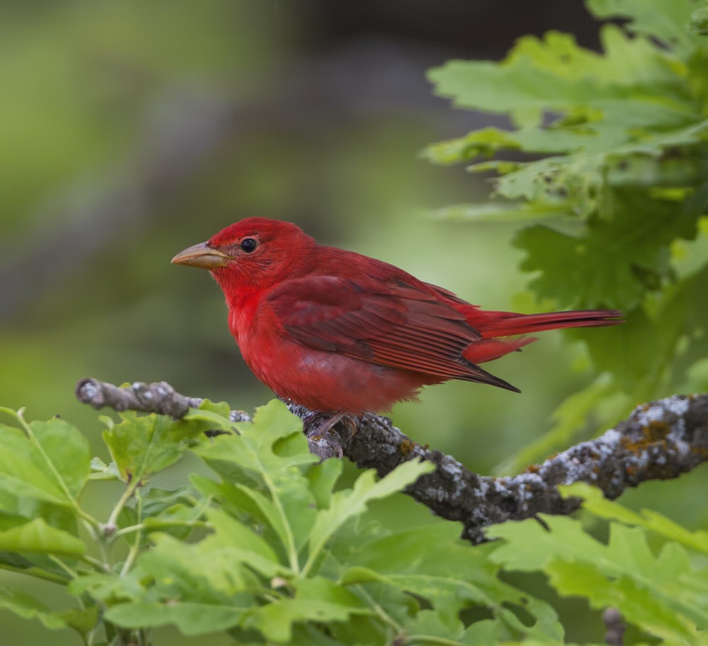 Summer Tanager - Dave Rintoul