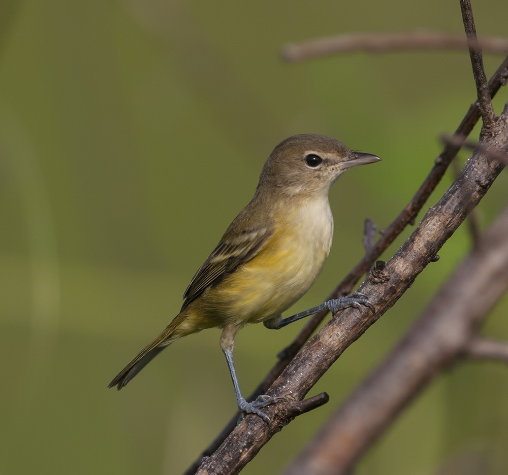 Bell's Vireo (Eastern) - Dave Rintoul