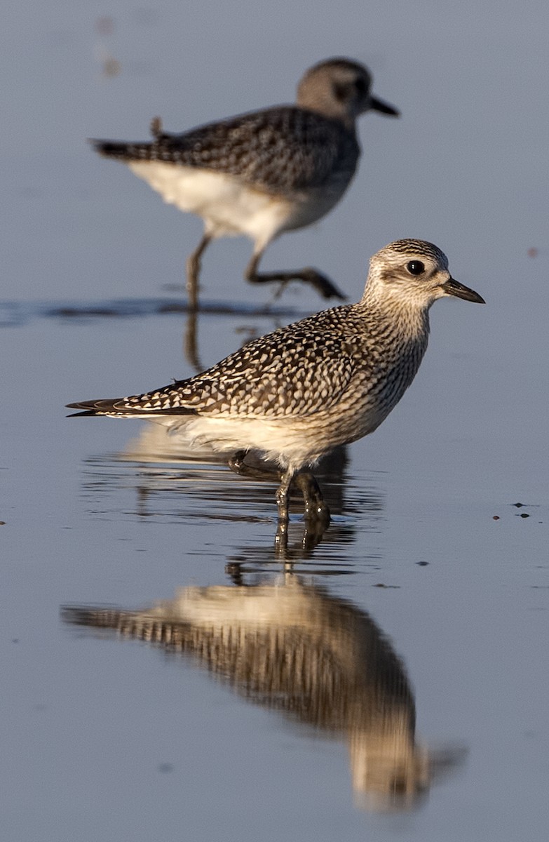 Black-bellied Plover - Dave Rintoul