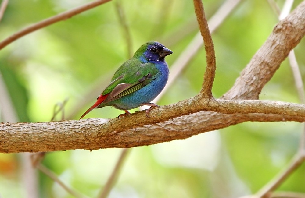 Tricolored Parrotfinch - Robert Hutchinson