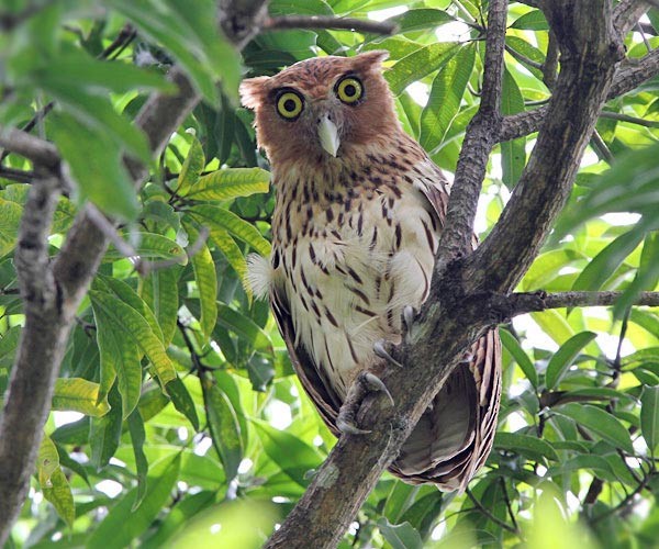 Philippine Eagle-Owl - ML205221881
