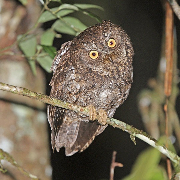 Sulawesi Scops-Owl - ML205221941