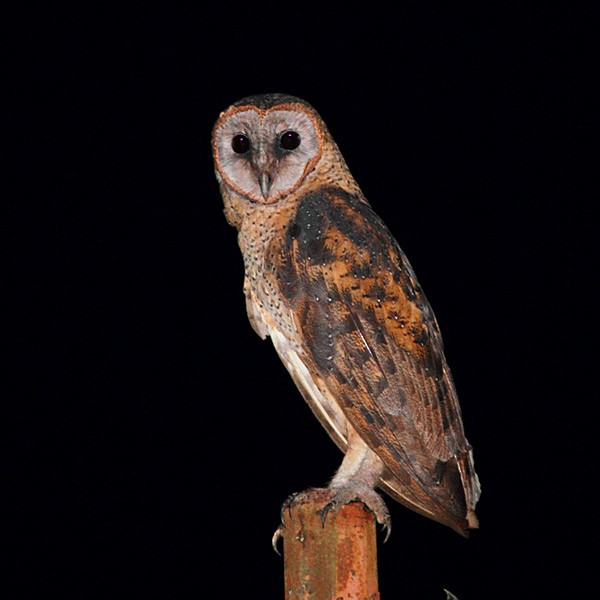 Sulawesi Masked-Owl - Robert Hutchinson
