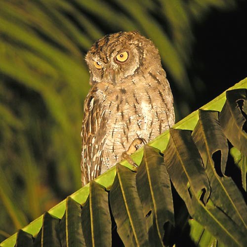 Moluccan Scops-Owl (Moluccan) - ML205222041