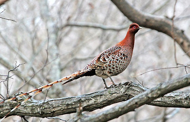 Photos Copper Pheasant Syrmaticus Soemmerringii Birds Of The World