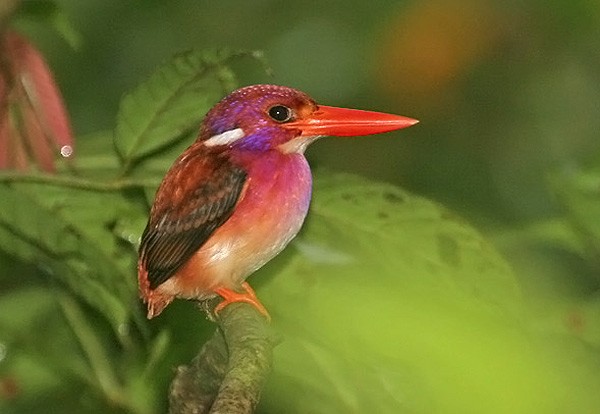 Philippine Dwarf-Kingfisher (Mindanao) - Robert Hutchinson