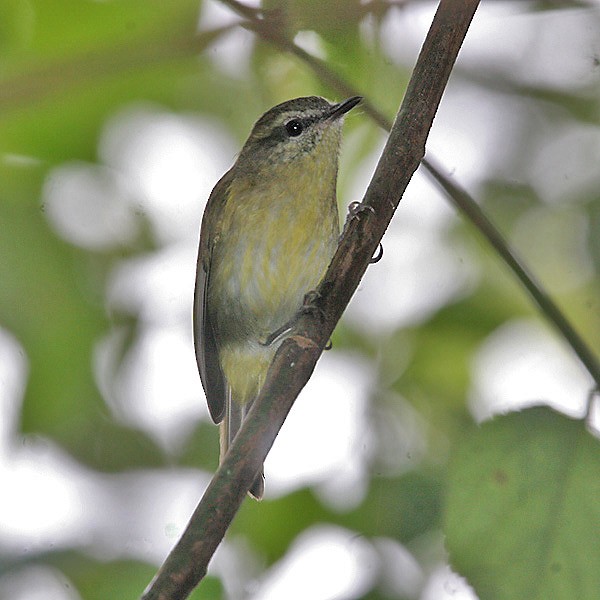 Sulawesi Leaf Warbler - ML205222171