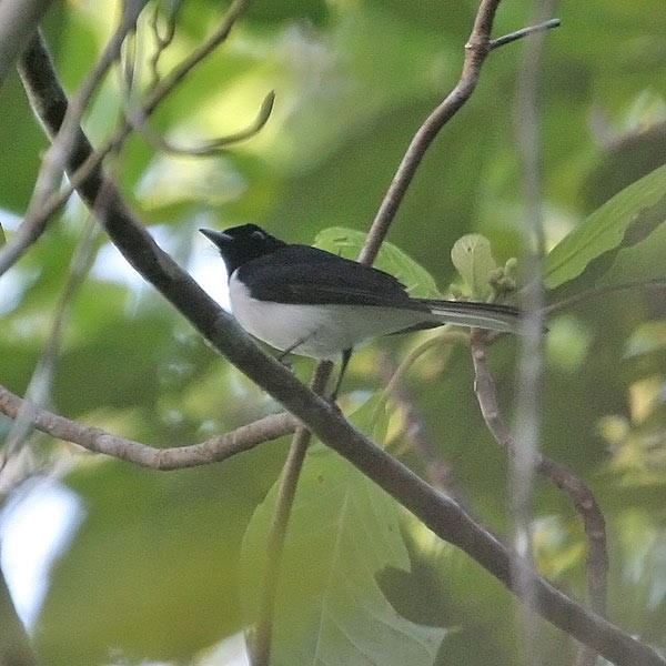 White-tailed Monarch - ML205222221