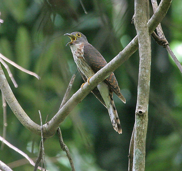 Philippine Hawk-Cuckoo - ML205222231