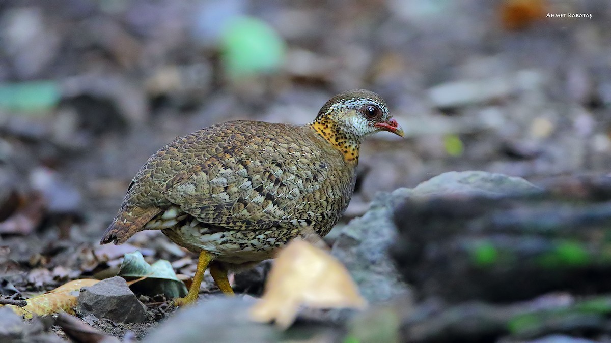 Scaly-breasted Partridge (Green-legged) - ML205222531