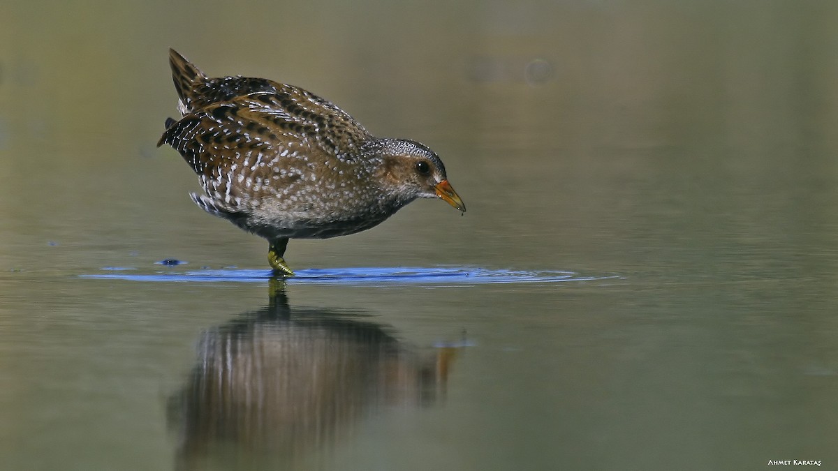 Spotted Crake - ML205222551