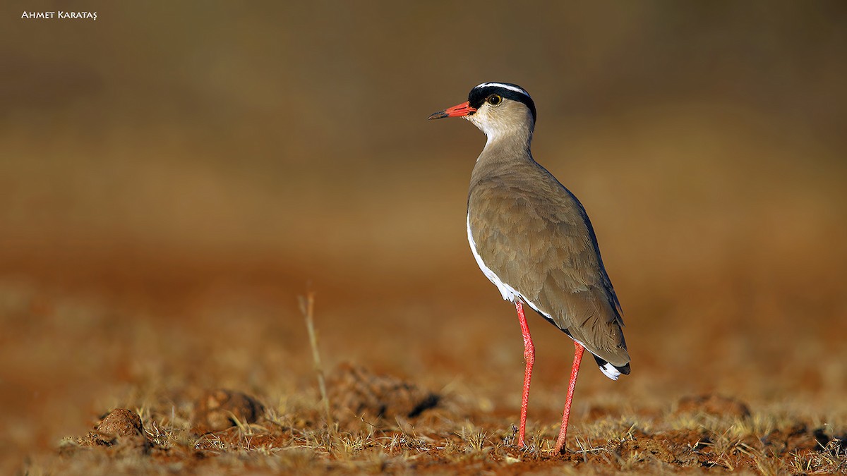 Crowned Lapwing - ML205222701