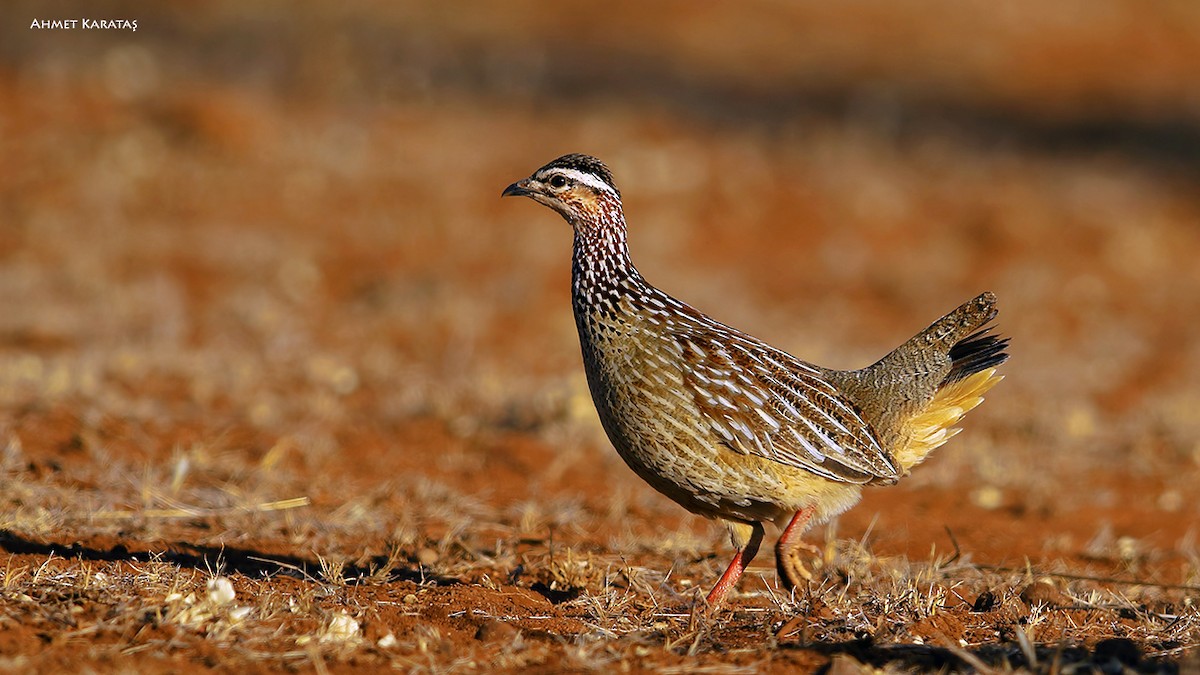 Crested Francolin (Crested) - Prof.Dr. Ahmet Karatash