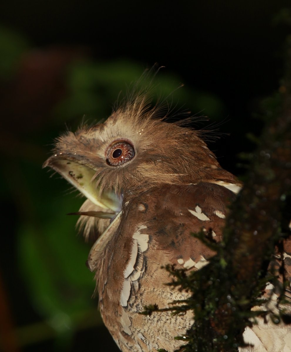 Philippine Frogmouth - Carmelo López Abad