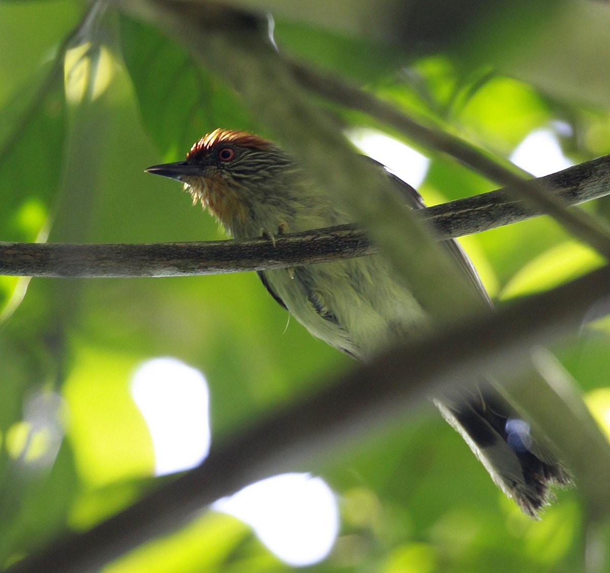 Rusty-crowned Babbler - Carmelo López Abad