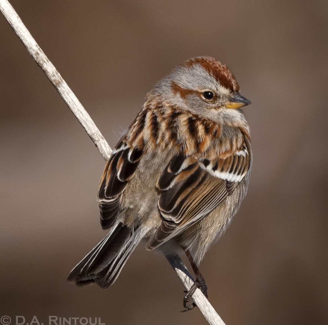 American Tree Sparrow - Dave Rintoul