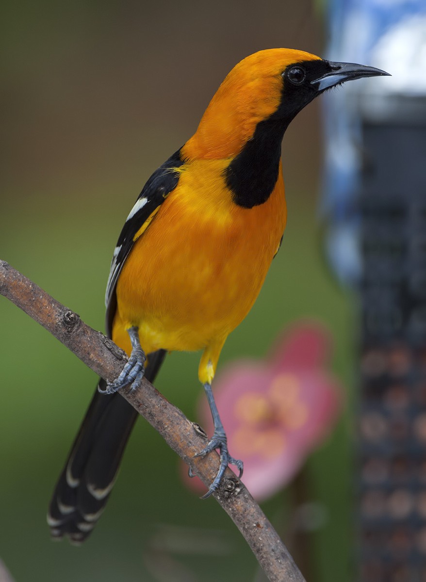 Hooded Oriole - Dave Rintoul
