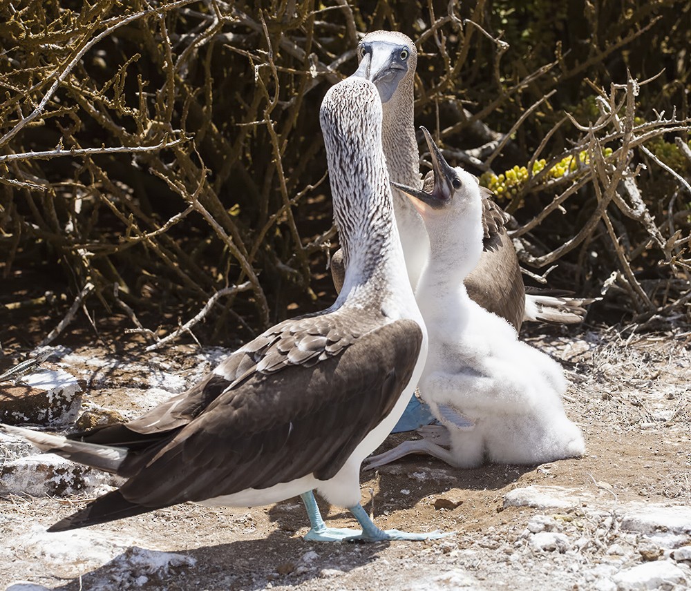 Blue-footed Booby - Dave Rintoul