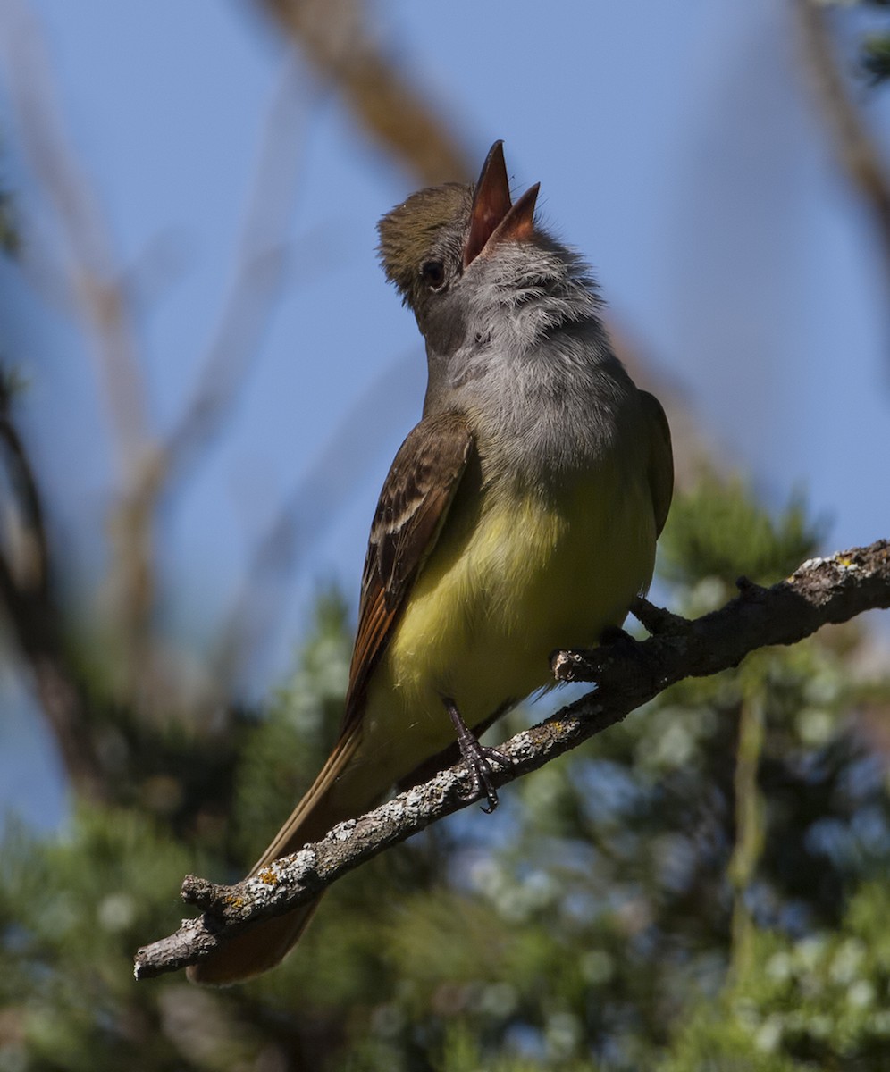 Great Crested Flycatcher - Dave Rintoul