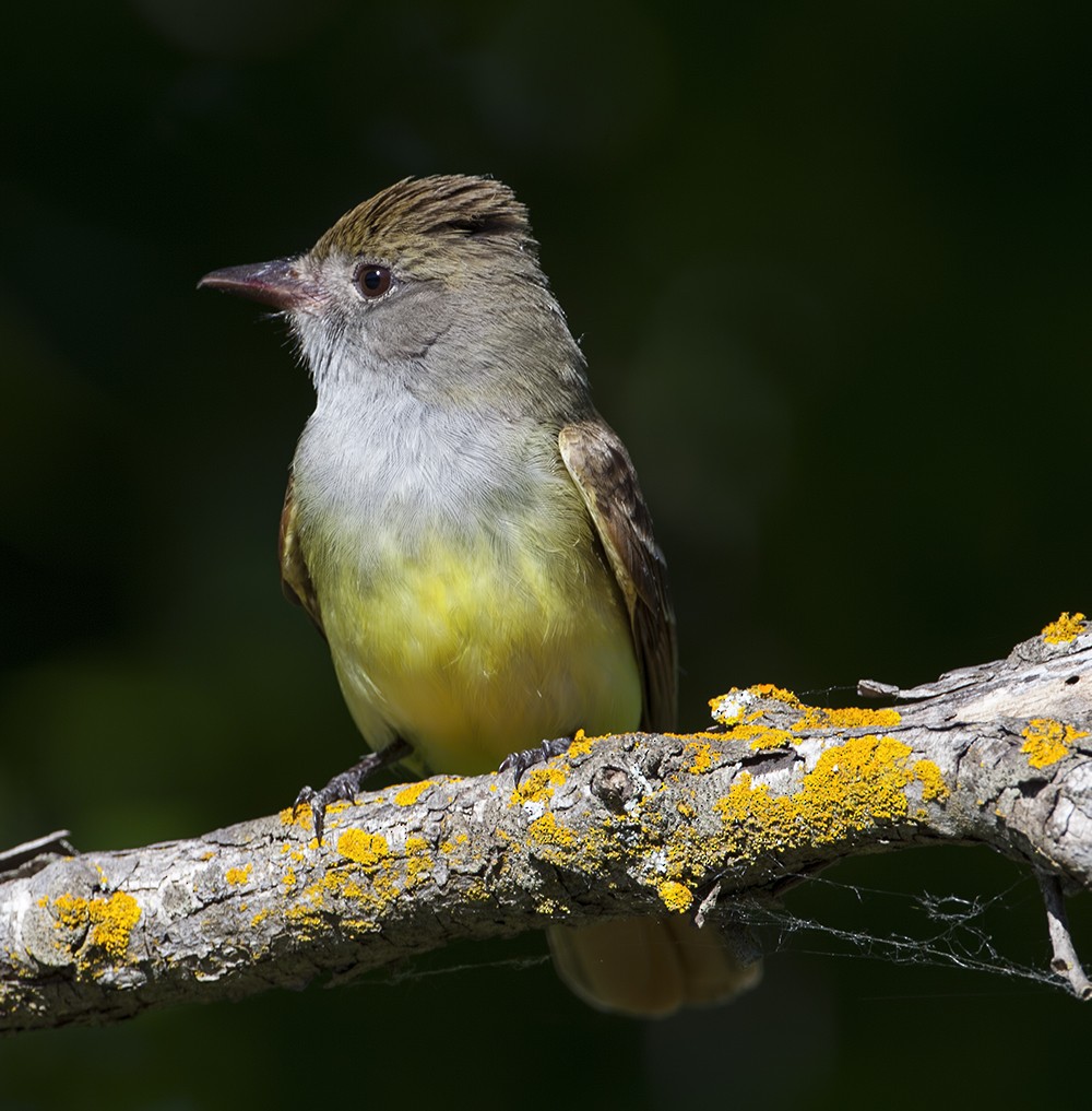 Great Crested Flycatcher - Dave Rintoul