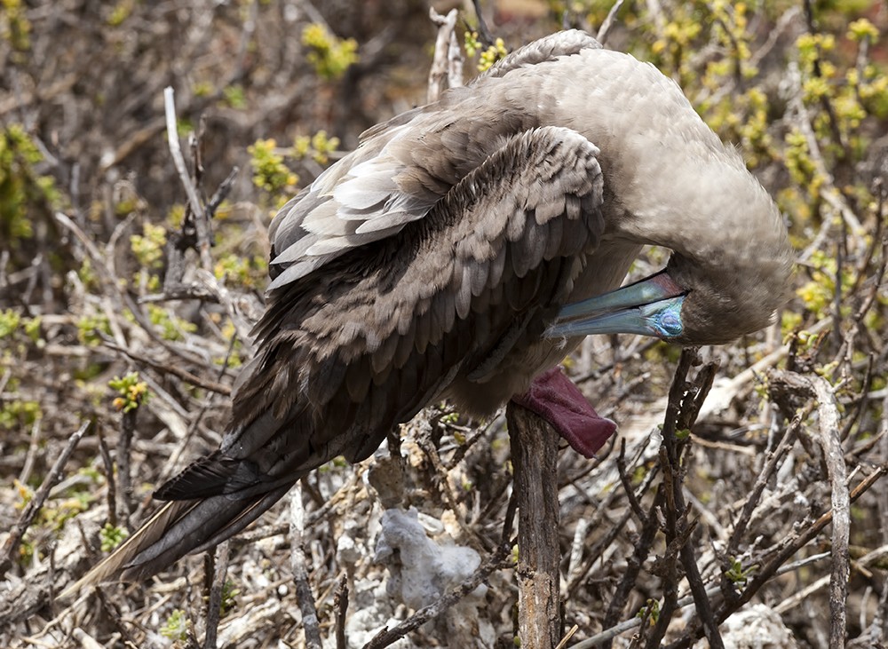 Red-footed Booby - ML205223441