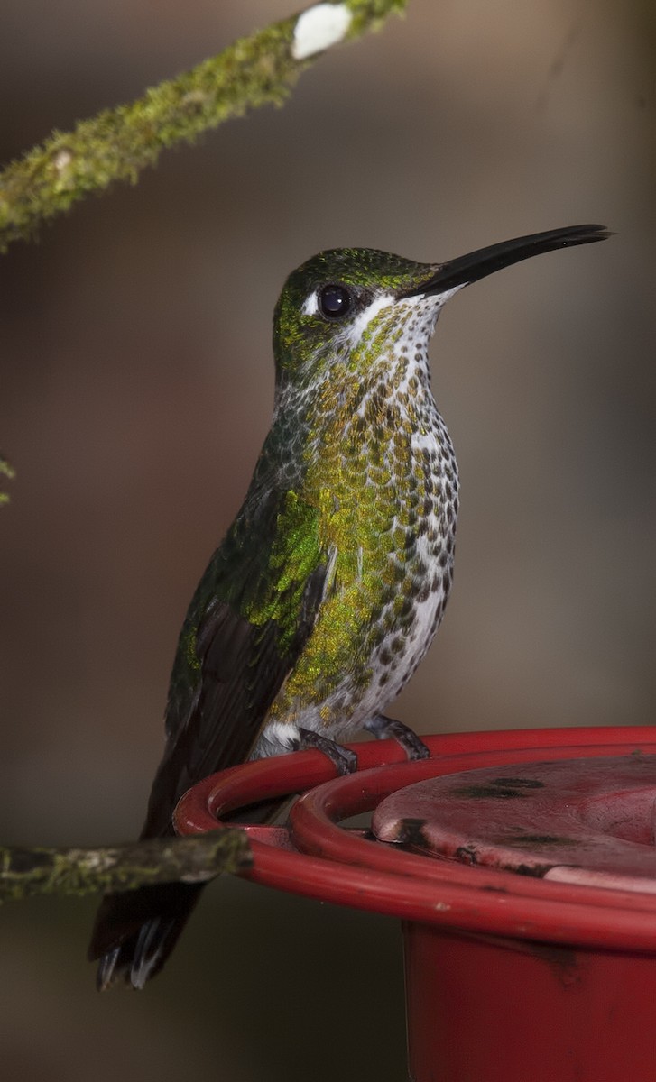 Green-crowned Brilliant - Dave Rintoul