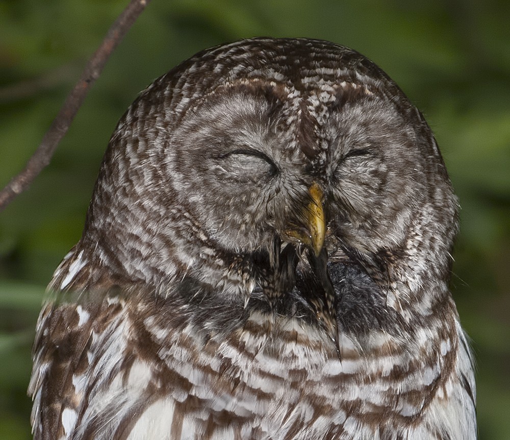 Barred Owl - ML205223531