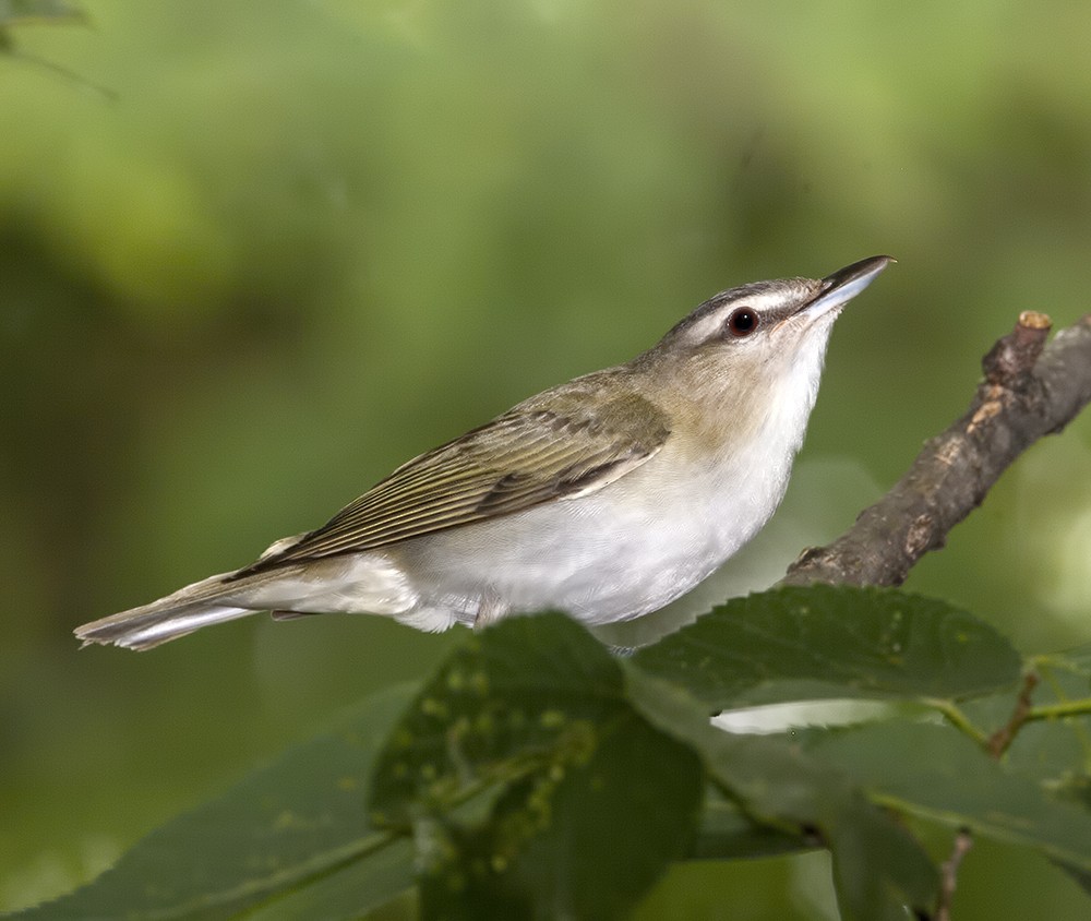 Red-eyed Vireo - Dave Rintoul