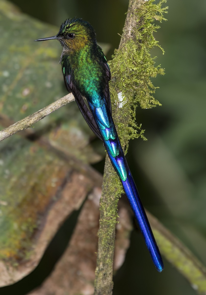 Violet-tailed Sylph - Dave Rintoul