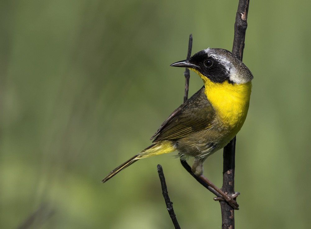 カオグロアメリカムシクイ Trichas グループ Ebird