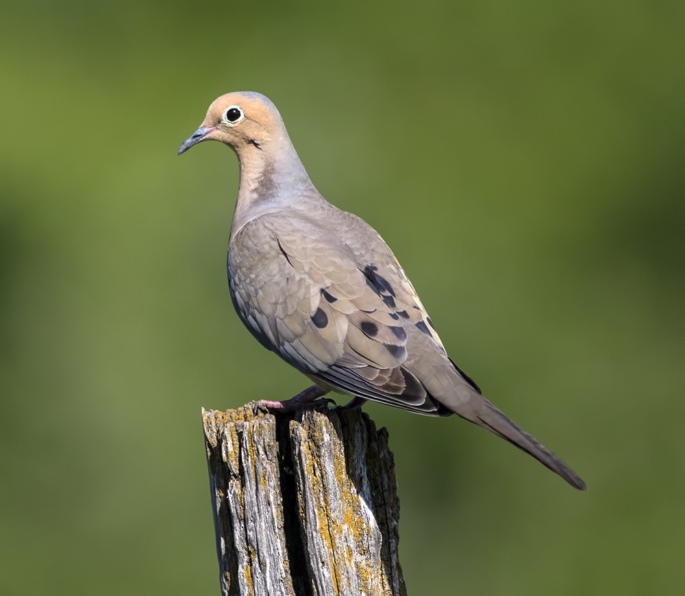 Mourning Dove - Dave Rintoul