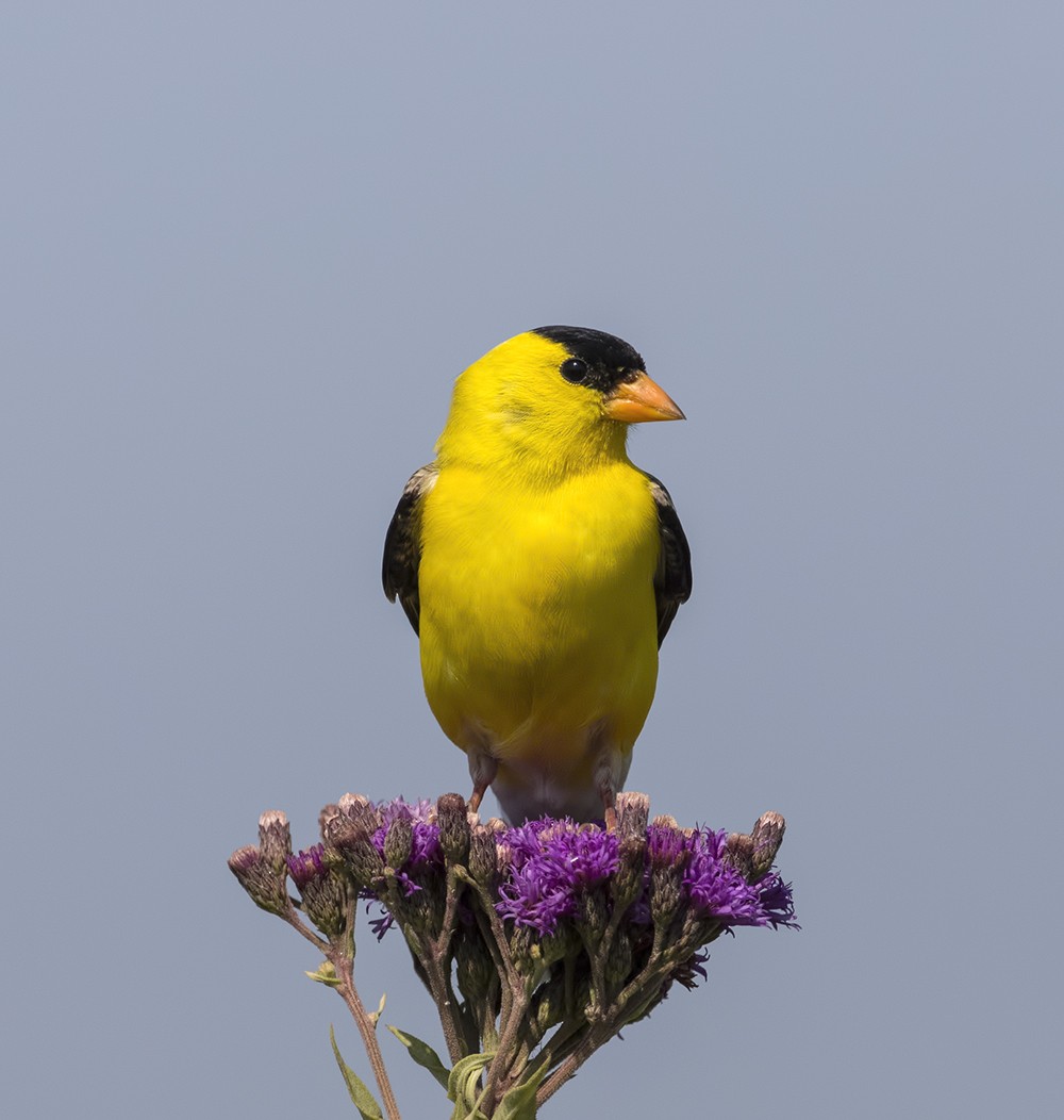 American Goldfinch - Dave Rintoul