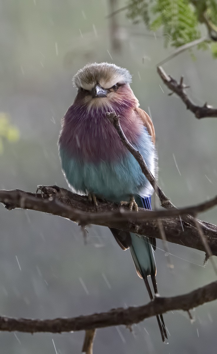 Lilac-breasted Roller (Lilac-breasted) - Dave Rintoul