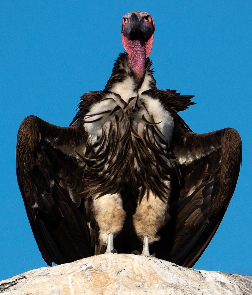Lappet-faced Vulture - Dave Rintoul