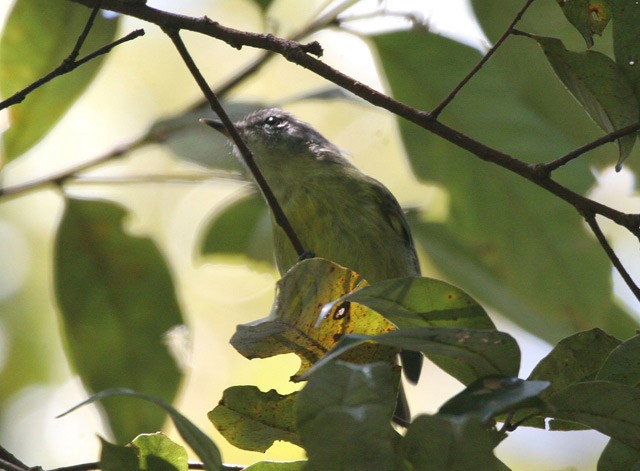 Island Leaf Warbler (Buru) - Robert Hutchinson