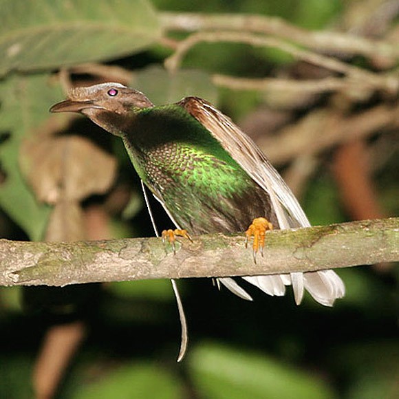 Standardwing Bird-of-Paradise - Robert Hutchinson