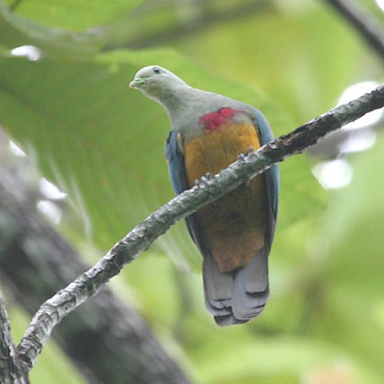 Scarlet-breasted Fruit-Dove - Robert Hutchinson