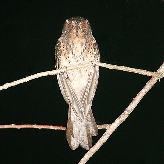 Moluccan Owlet-nightjar - ML205224131
