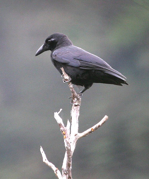 Slender-billed Crow (Sierra Madre) - ML205224151