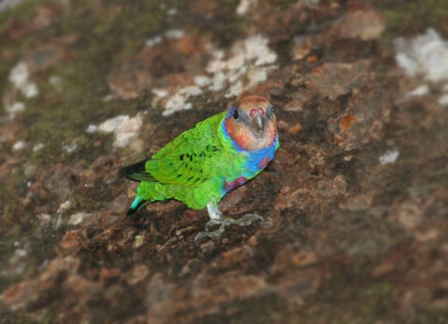 Red-breasted Pygmy-Parrot - Robert Hutchinson