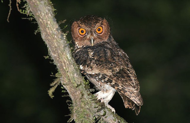 Rajah Scops-Owl (Sumatran) - Robert Hutchinson