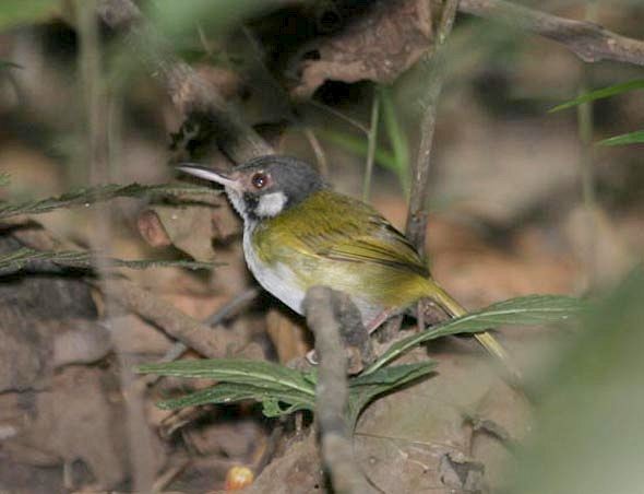 White-eared Tailorbird - Robert Hutchinson