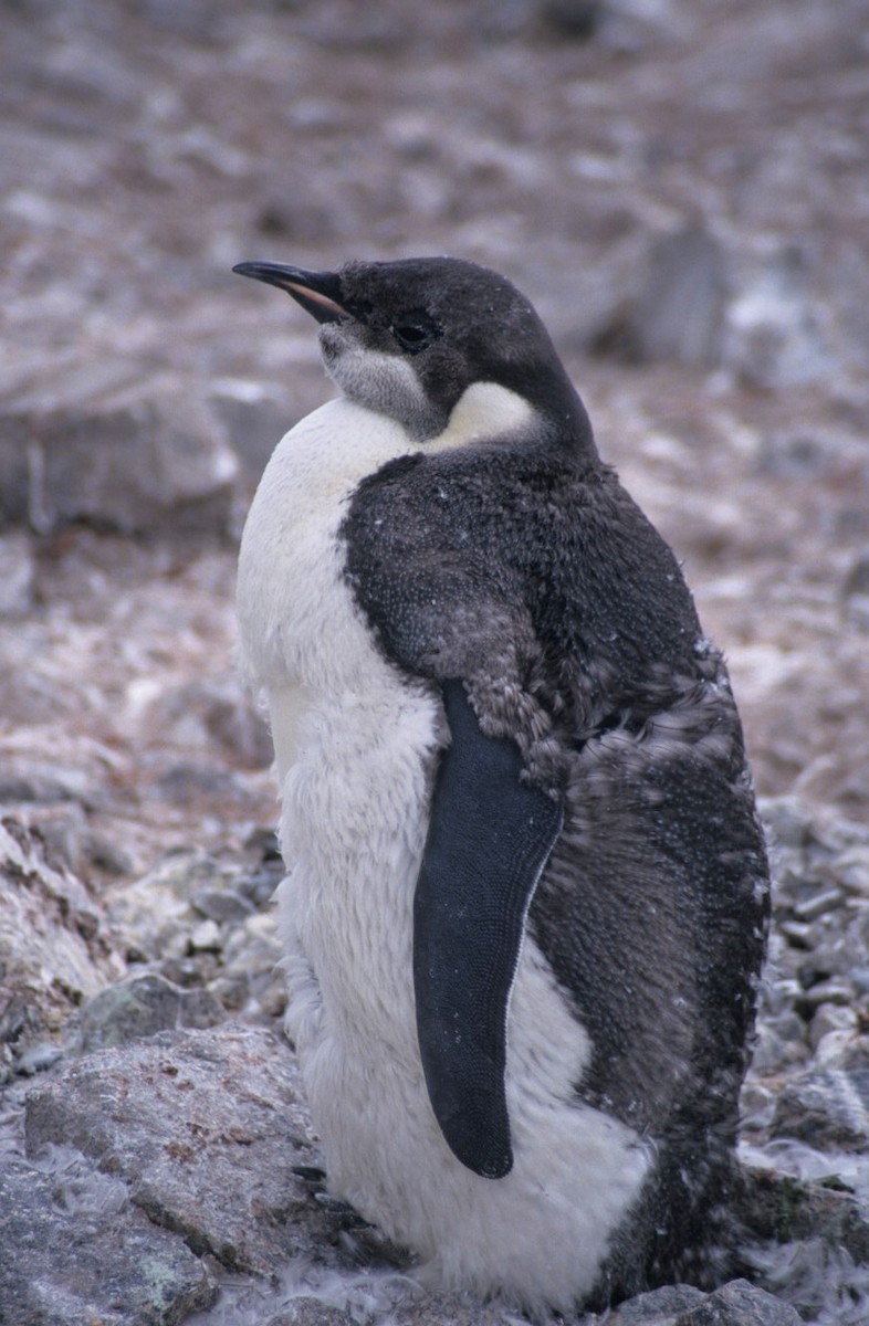 Emperor Penguin - ML205224561