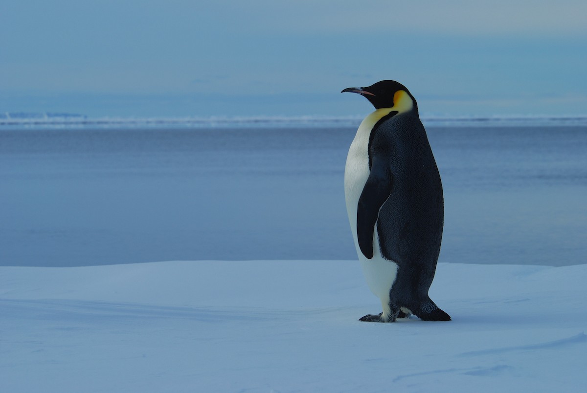 Emperor Penguin - Santiago Imberti