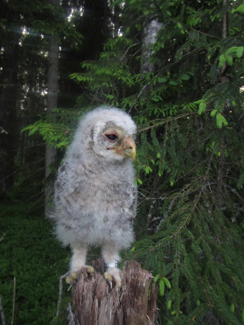 Downy chick. - Ural Owl - 