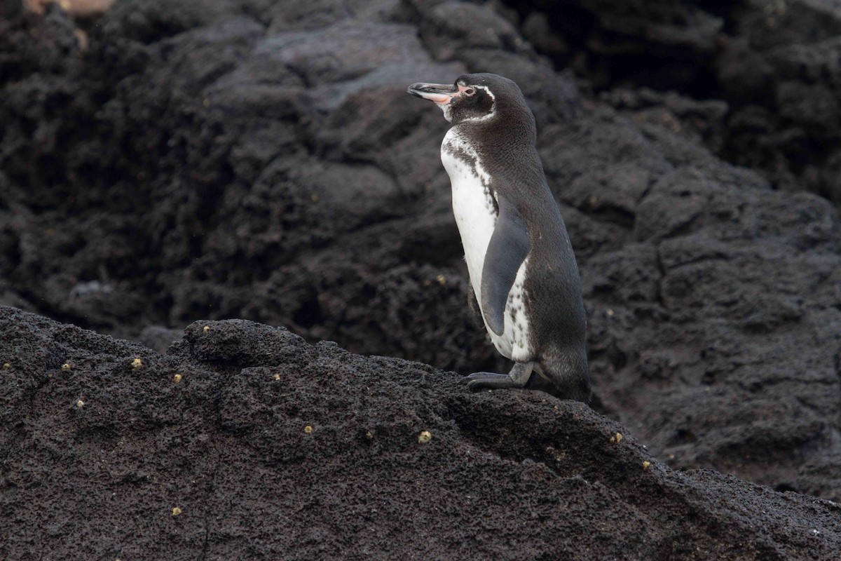 Galapagos Penguin - Santiago Imberti