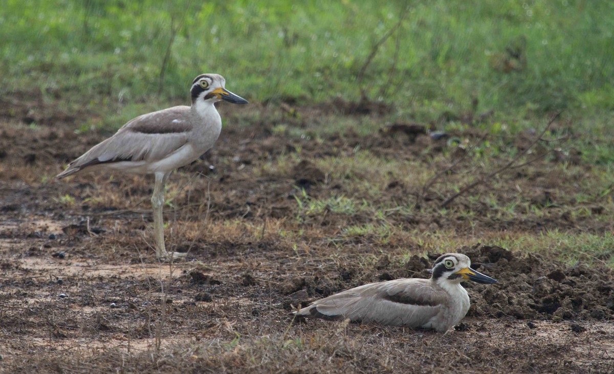 Great Thick-knee - ML205224801