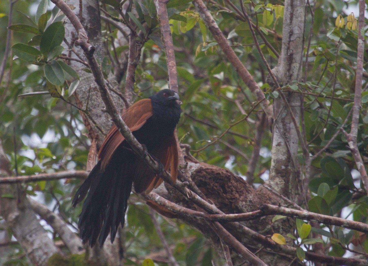 Greater Coucal (Greater) - ML205224811